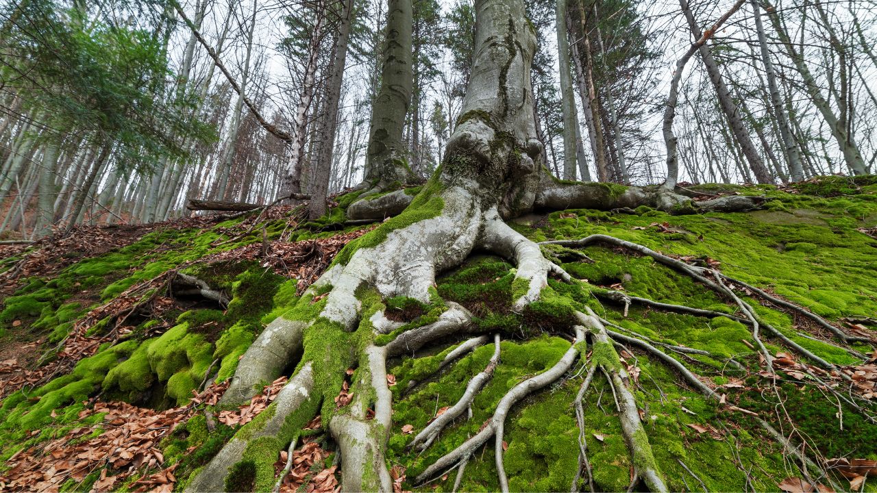 Contentamiento en Cristo